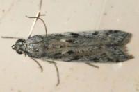 Phycitodes