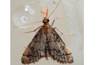 Metasia cuencalis bourgognei