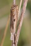 Agriphila geniculea