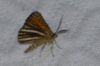Isturgia limbaria