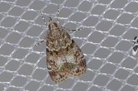 Eudonia mercurella