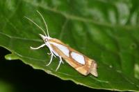 Catoptria pinella