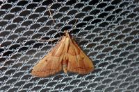 Endotricha flammealis