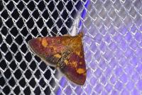 Pyrausta aurata