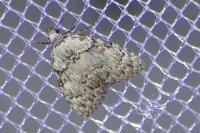 Meganola strigula