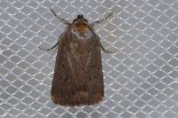 Amphipyra tragopoginis