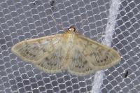 Patania ruralis
