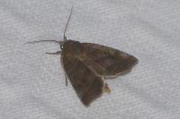 Ipimorpha retusa