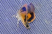 Noctua janthe