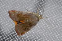 Noctua janthe