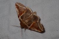 Habrosyne pyritoides
