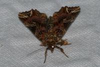 Callopistria juventina