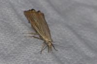 Chrysoteuchia culmella