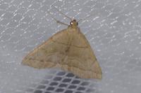 Zanclognatha lunalis