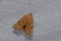 Noctua fimbriata/tirrenica