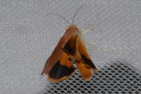 Noctua fimbriata/tirrenica