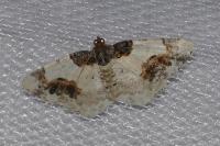 Ligdia adustata