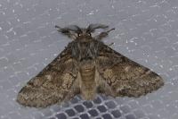 Gluphisia crenata