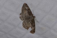 Alcis repandata