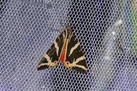 Euplagia quadripunctaria