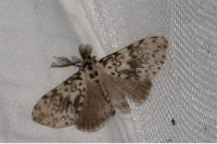 Lymantria monacha