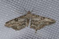 Peribatodes rhomboidaria rhomboidaria