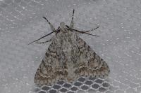 Acronicta aceris