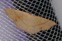 Cyclophora punctaria