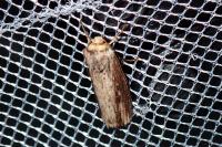 Axylia putris