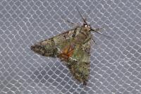 Polyphaenis sericata