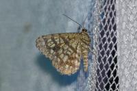 Chiasmia clathrata