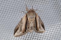 Pheosia tremula
