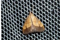 Evergestis limbata
