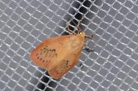 Miltochrista miniata