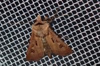 Agrotis exclamationis exclamationis