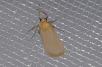 Katha depressa