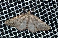Tephronia sepiaria
