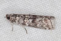 Dioryctria simplicella