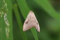 Rivula sericealis