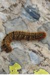 Lasiocampa quercus quercus