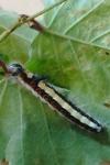 Acronicta psi