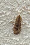 Nomophila noctuella