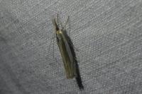 Crambus pascuella