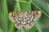 Chiasmia clathrata