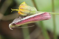 Oncocera semirubella