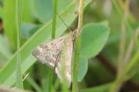 Pyrausta despicata