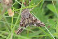Autographa gamma
