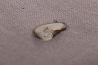 Cilix glaucata