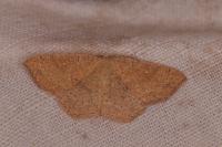 Cyclophora ruficiliaria
