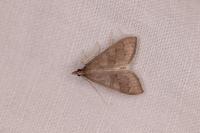 Mecyna asinalis